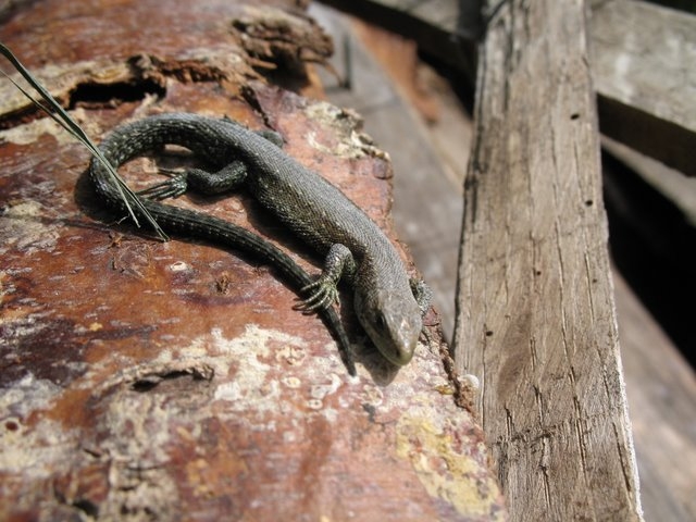 Lézard vivipare